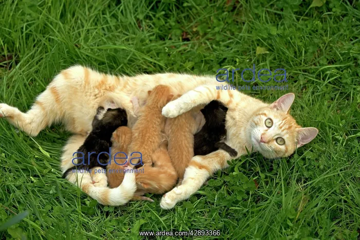  : Cat - ginger tabby with kittens suckling