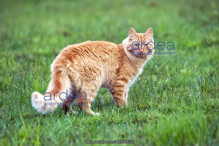 : Cat ginger tabby standing in meadow, portrait : Cat ginger tabby standing in meadow, portrait