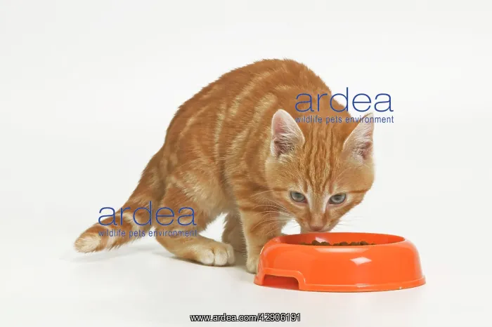  : Cat - ginger tabby in studio eating from bowl