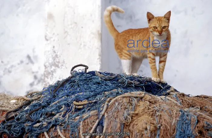 : Cat - ginger tabby & white on top of fishing nets : Cat - ginger tabby & white on top of fishing nets