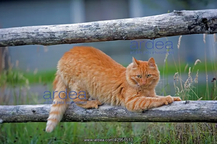 : Cat ginger tabby on wooden fence, sharpening claws : Cat ginger tabby on wooden fence, sharpening claws