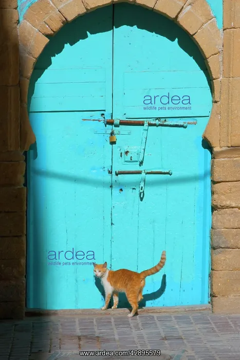 : Cat - ginger & white by blue doors : Cat - ginger & white by blue doors