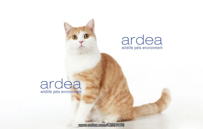 : CAT - Ginger and white cat : CAT - Ginger and white cat