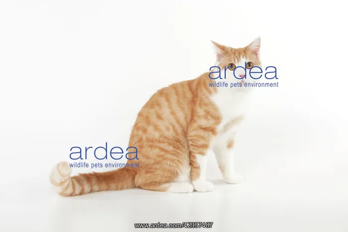 : CAT - Ginger and white cat : CAT - Ginger and white cat