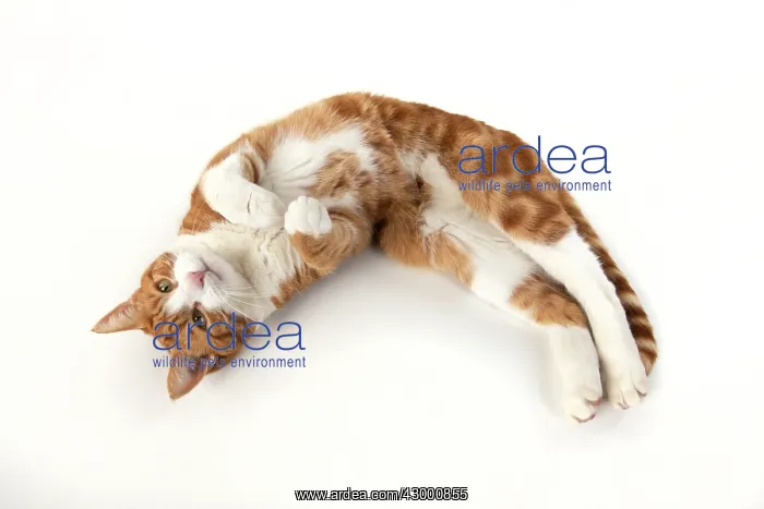 : CAT. ginger and white cat laying relaxed, studio : CAT. ginger and white cat laying relaxed, studio
