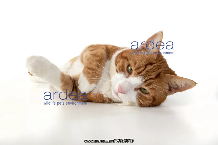  : CAT. ginger and white cat laying relaxed, studio