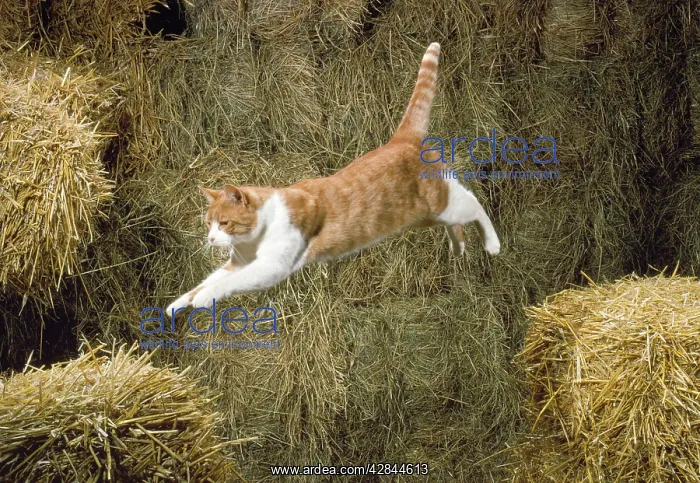  : CAT- ginger and white cat leaping