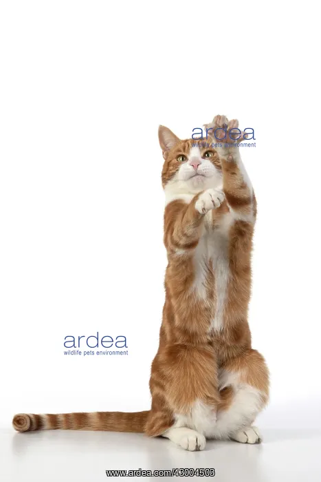 : CAT. Ginger & white cat with paws up, studio : CAT. Ginger & white cat with paws up, studio