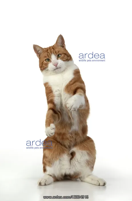 : CAT. Ginger & white cat with paws up, studio : CAT. Ginger & white cat with paws up, studio
