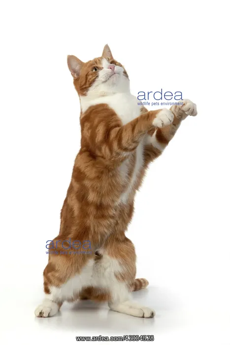 : CAT. Ginger & white cat with paws up, studio : CAT. Ginger & white cat with paws up, studio