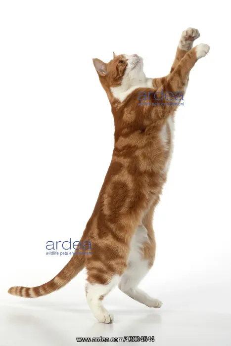 : CAT. Ginger & white cat with paws up, studio : CAT. Ginger & white cat with paws up, studio