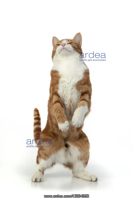 : CAT. Ginger & white cat with paws up, studio : CAT. Ginger & white cat with paws up, studio