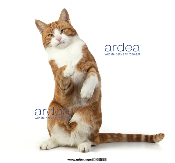  : CAT. Ginger & white cat with paws up, studio