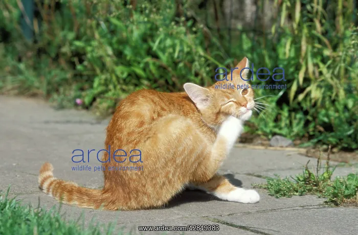  : CAT - ginger and white cat, scratching