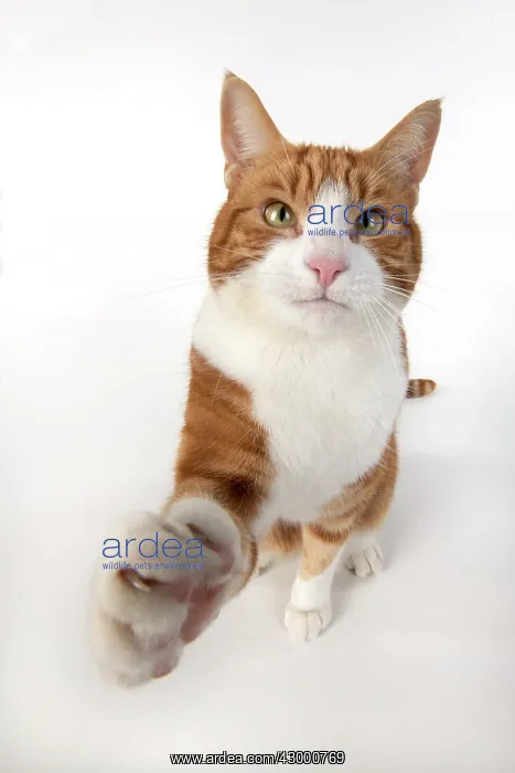 : CAT. ginger and white cat sitting with paw stretched : CAT. ginger and white cat sitting with paw stretched