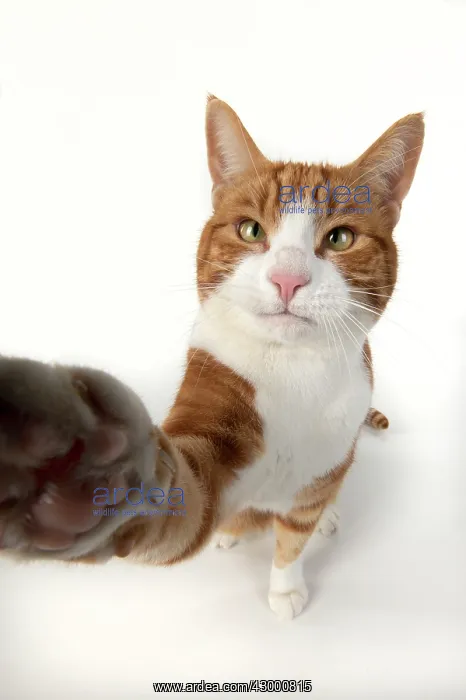 : CAT. ginger and white cat sitting with paw stretched : CAT. ginger and white cat sitting with paw stretched