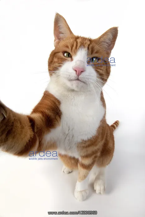 : CAT. ginger and white cat sitting with paw stretched : CAT. ginger and white cat sitting with paw stretched