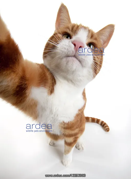 : CAT. ginger and white cat sitting with paw stretched : CAT. ginger and white cat sitting with paw stretched