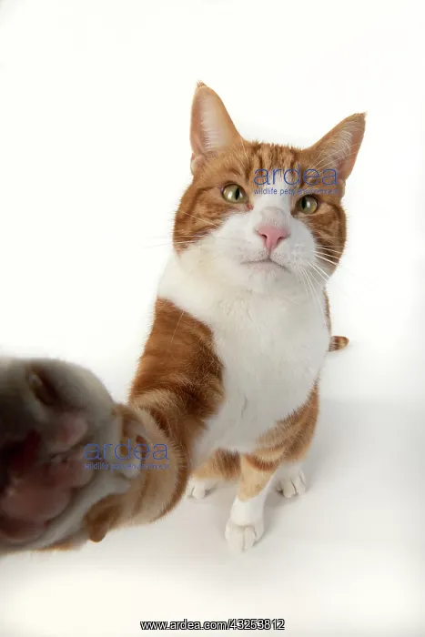 : CAT. ginger and white cat sitting with paw stretched : CAT. ginger and white cat sitting with paw stretched