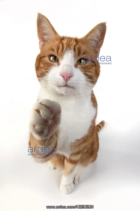 : CAT. ginger and white cat sitting with paw stretched : CAT. ginger and white cat sitting with paw stretched