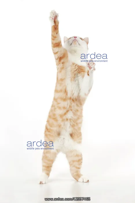 : CAT - Ginger and white cat standing on it back legs : CAT - Ginger and white cat standing on it back legs