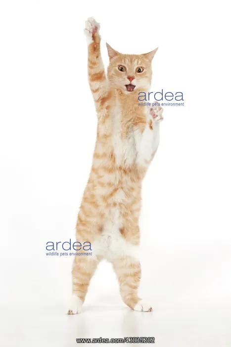 : CAT - Ginger and white cat standing on it back legs with paw in the air : CAT - Ginger and white cat standing on it back legs with paw in the air
