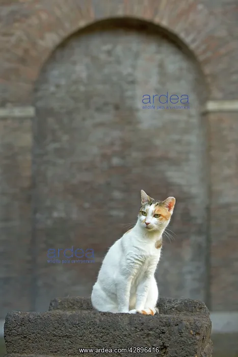 : Cat - Ginger and white cat on stone wall : Cat - Ginger and white cat on stone wall