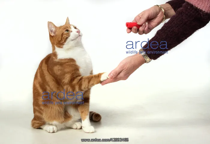 : CAT. ginger & white, clicker training, with paw : CAT. ginger & white, clicker training, with paw