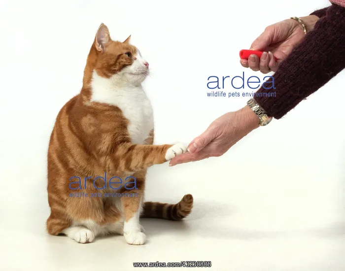 : CAT. ginger & white, clicker training, with paw : CAT. ginger & white, clicker training, with paw