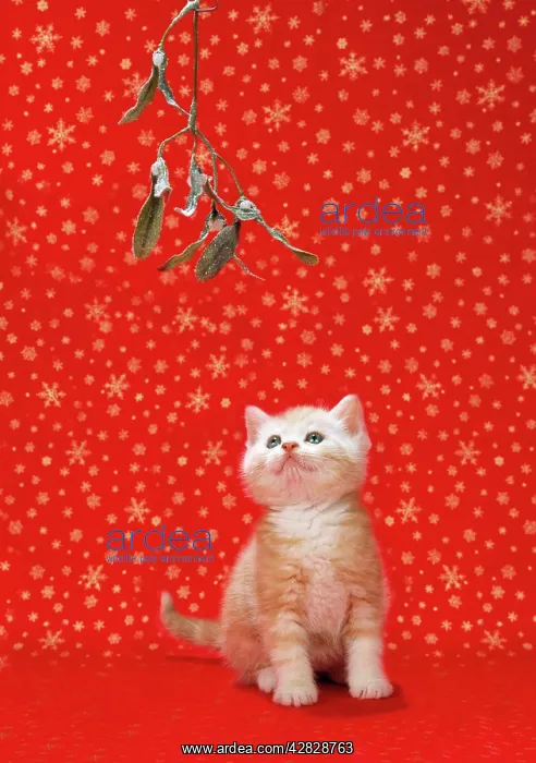 : Cat - Ginger and white kitten under mistletoe : Cat - Ginger and white kitten under mistletoe