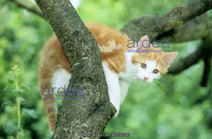 : Cat - ginger and white KITTEN watching from tree fork : Cat - ginger and white KITTEN watching from tree fork