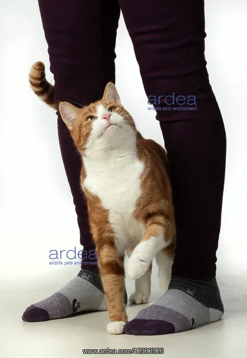 : CAT. ginger & white, rubbing against a persons : CAT. ginger & white, rubbing against a persons