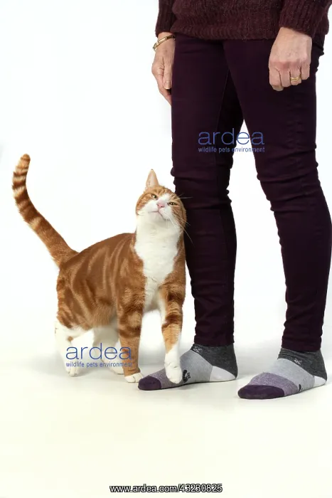 : CAT. ginger & white, rubbing against a persons : CAT. ginger & white, rubbing against a persons
