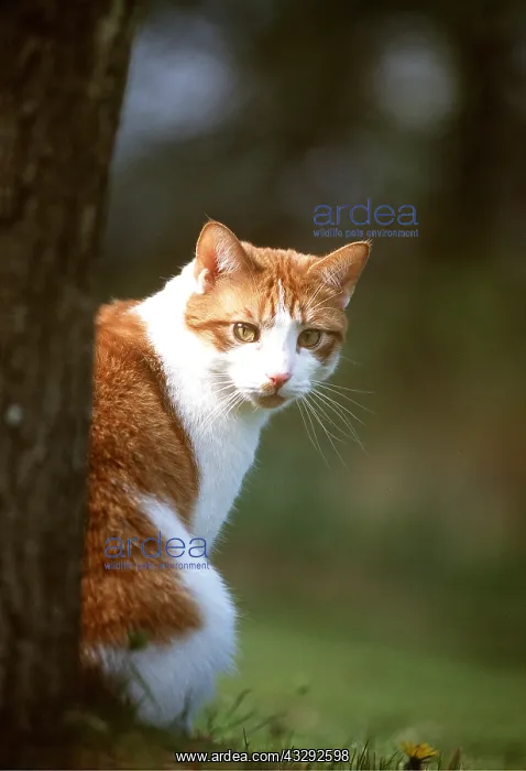 : CAT - Ginger & White sits by a tree : CAT - Ginger & White sits by a tree