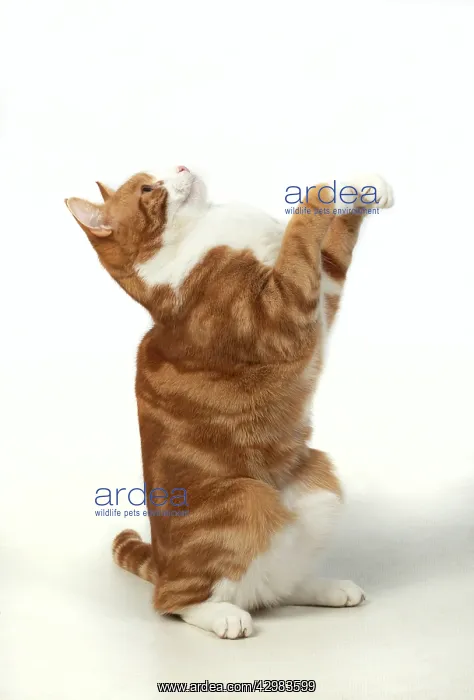 : CAT. ginger & white, sitting with paws up, studio : CAT. ginger & white, sitting with paws up, studio