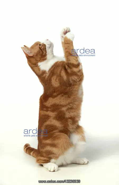 : CAT. ginger & white, sitting with paws up, studio : CAT. ginger & white, sitting with paws up, studio