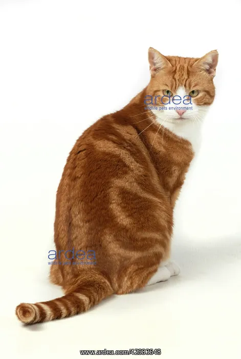 : CAT. ginger & white, sitting back view, studio : CAT. ginger & white, sitting back view, studio