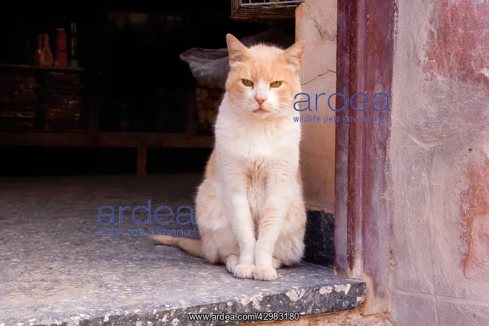 : Cat - Ginger & White stray cat sits in an open door : Cat - Ginger & White stray cat sits in an open door