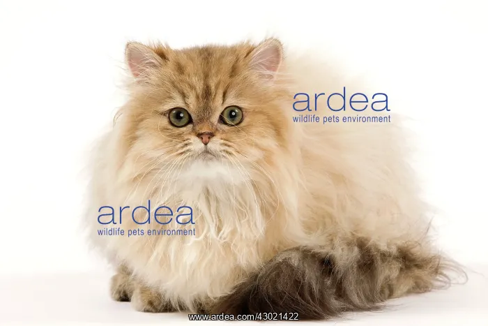  : Cat - Golden Persian kitten