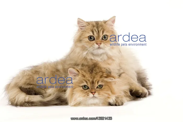  : Cat - Golden Persian kittens