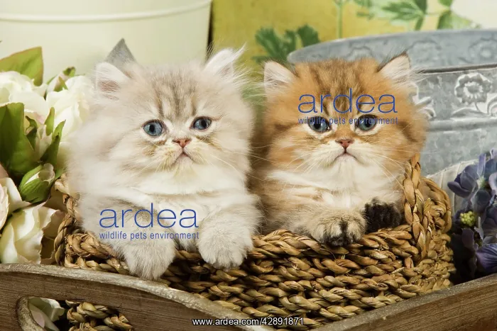 : Cat - Golden shaded & blue shaded Persian kittens : Cat - Golden shaded & blue shaded Persian kittens