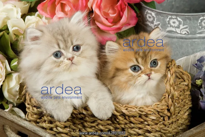 : Cat - Golden shaded & blue shaded Persian kittens : Cat - Golden shaded & blue shaded Persian kittens
