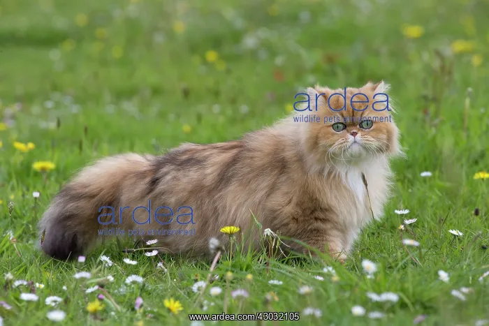 : Cat Golden Shaded Persian in daisies and dandelions : Cat Golden Shaded Persian in daisies and dandelions