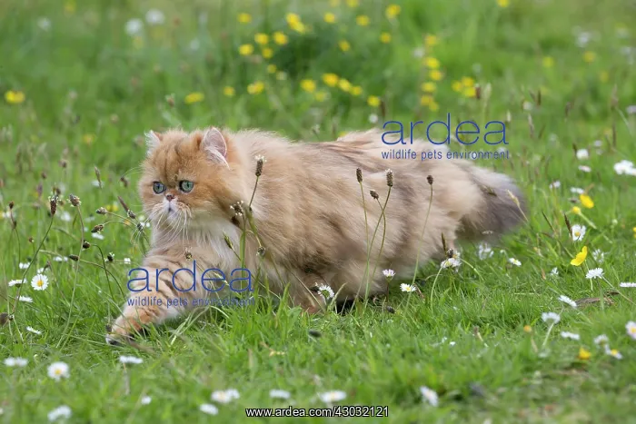 : Cat Golden Shaded Persian in daisies and dandelions : Cat Golden Shaded Persian in daisies and dandelions