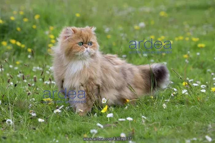 : Cat Golden Shaded Persian in daisies and dandelions : Cat Golden Shaded Persian in daisies and dandelions