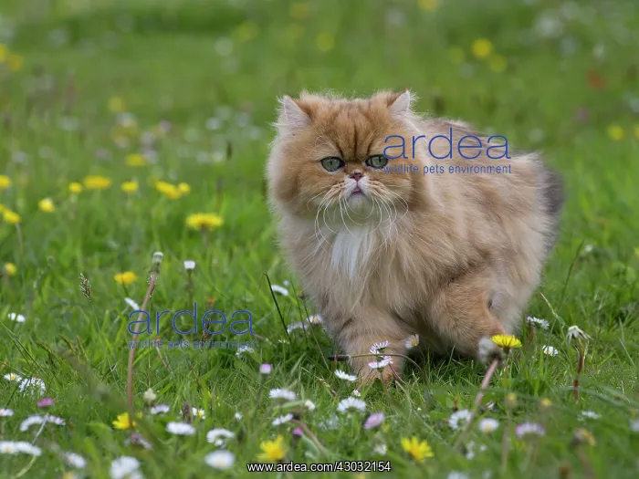 : Cat Golden Shaded Persian in daisies and dandelions : Cat Golden Shaded Persian in daisies and dandelions