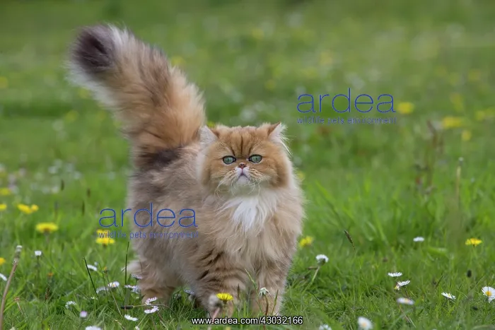: Cat Golden Shaded Persian in daisies and dandelions : Cat Golden Shaded Persian in daisies and dandelions