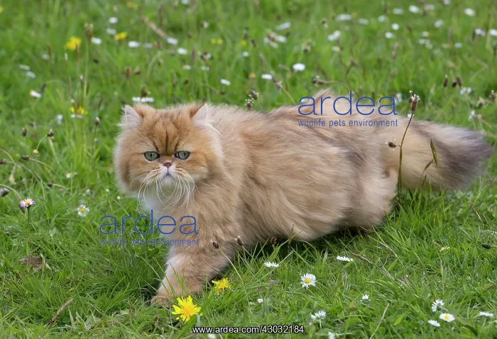 : Cat Golden Shaded Persian in daisies and dandelions : Cat Golden Shaded Persian in daisies and dandelions