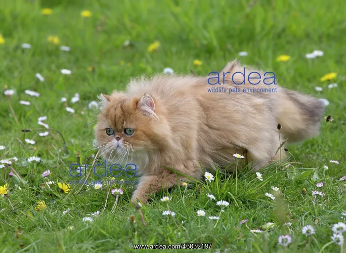 : Cat Golden Shaded Persian in daisies and dandelions : Cat Golden Shaded Persian in daisies and dandelions