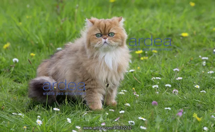 : Cat Golden Shaded Persian in daisies and dandelions : Cat Golden Shaded Persian in daisies and dandelions